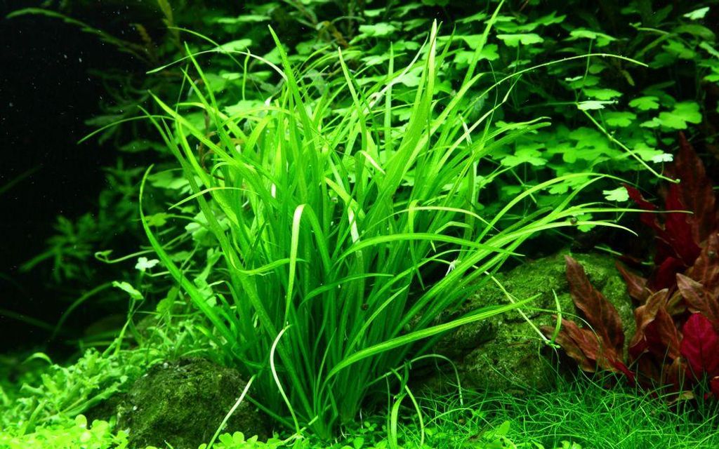 Aquarium Pflanze Helanthium tenellum 'Green' Tropica Produktbild 