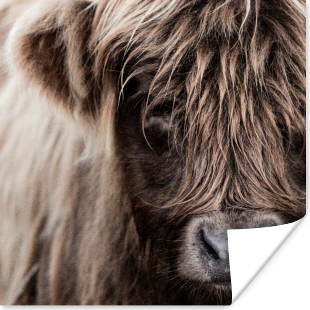 MuchoWow Poster Schottisches Hochlandrind - Schottische Kuh 100x100 cm - Babyzimmer