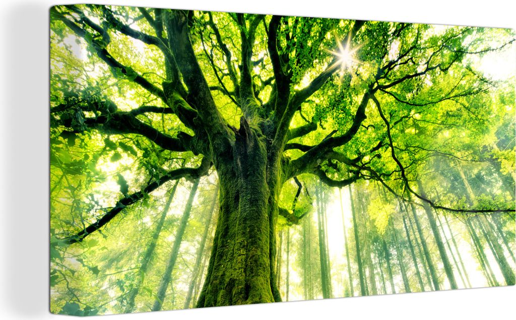 MuchoWow - Leinwandbilder - Eine alte Buche mit grün gefärbten Ästen, Wandbild, Wanddeko Bilder Wohnzimmer, 80x40 cm
