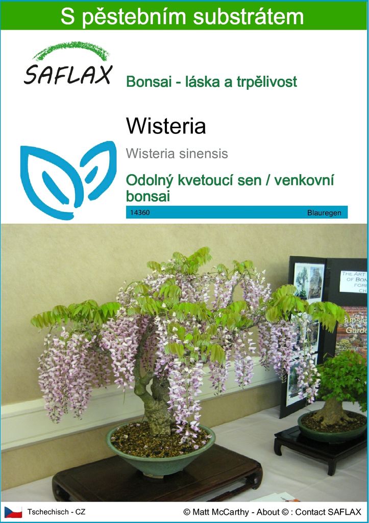 SAFLAX - Wisteria - Wisteria sinensis - 4 Semena - S Obrázek produktu 