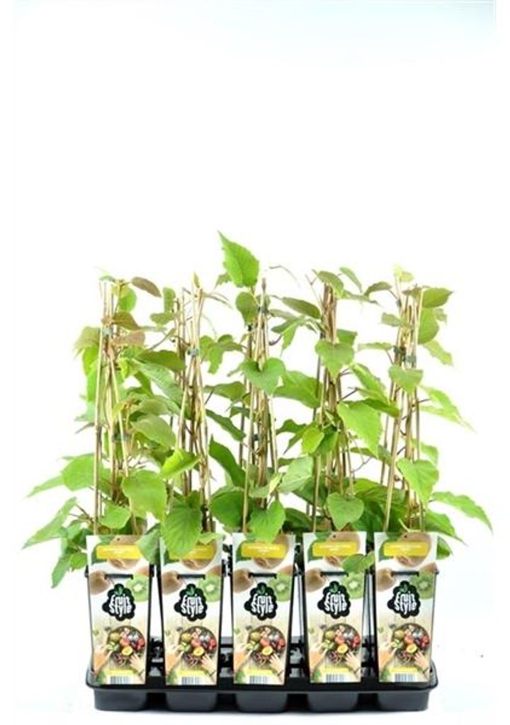Kiwi Jenny 30 cm - Actinidia chinensis Jenny - Produktbild 