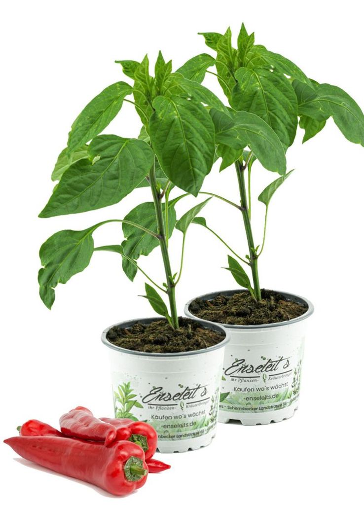 Enseleits 2er Set Spitzpaprika rot 'Trofeo F1', Capsicum annuum, frischer Paprika
