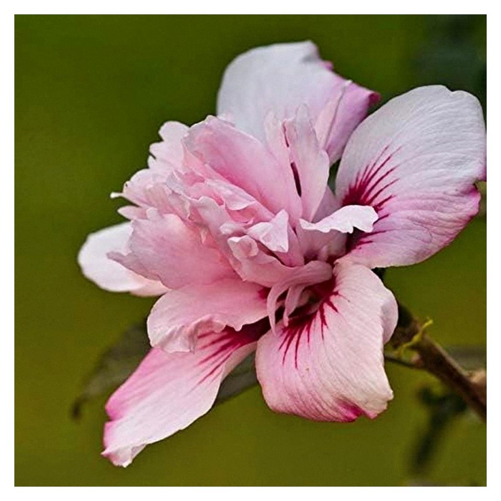 Gartenhibiskus Roseneibisch Pink Chiffon Hibiscus syriacus Eibisch rosa gefüllte Blüte