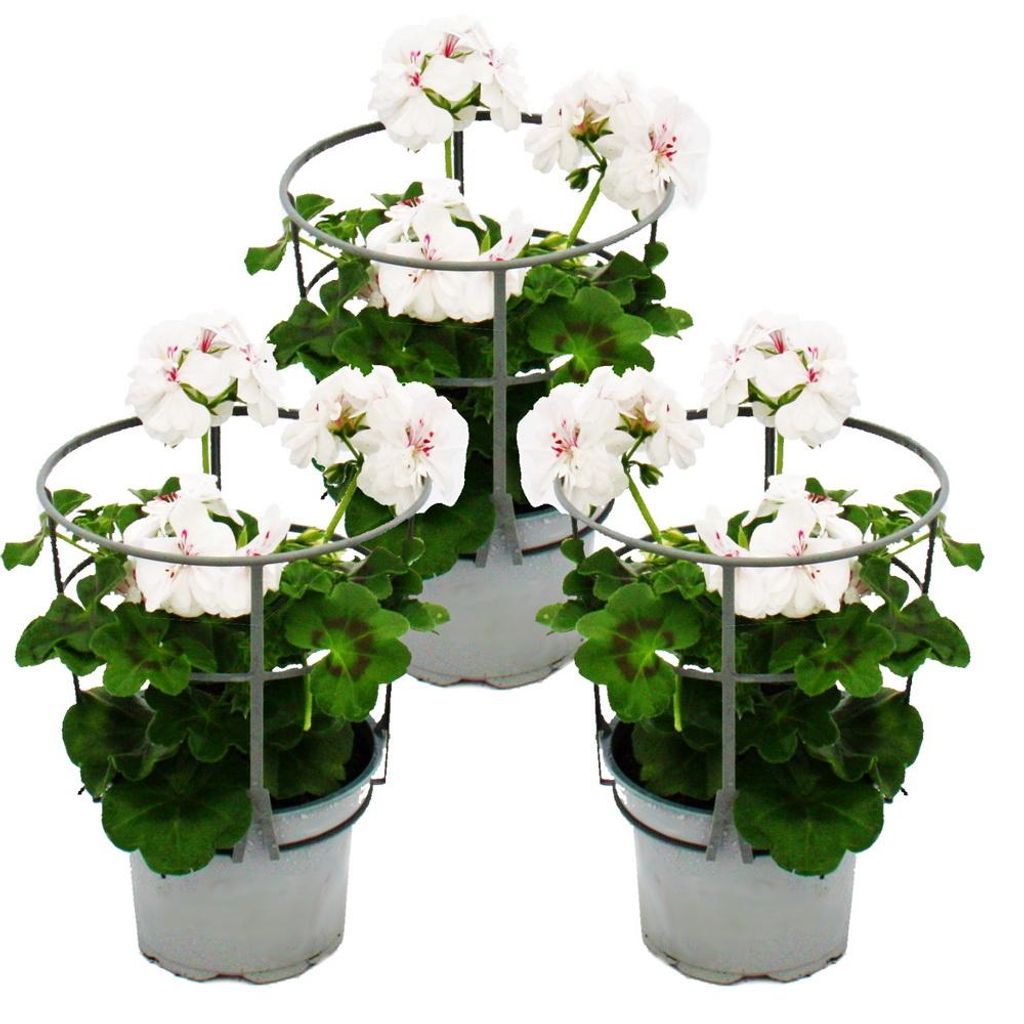 Geranien hängend - Pelargonium peltatum - 12cm Topf - Set Produktbild 