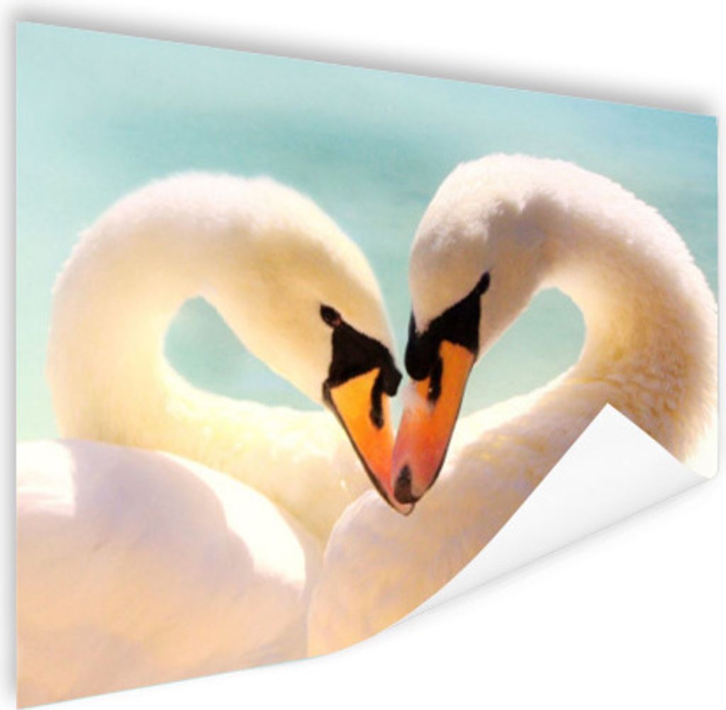 MuchoWow Poster Schwäne - Liebe - Blau 160x120 cm - Foto Plakat