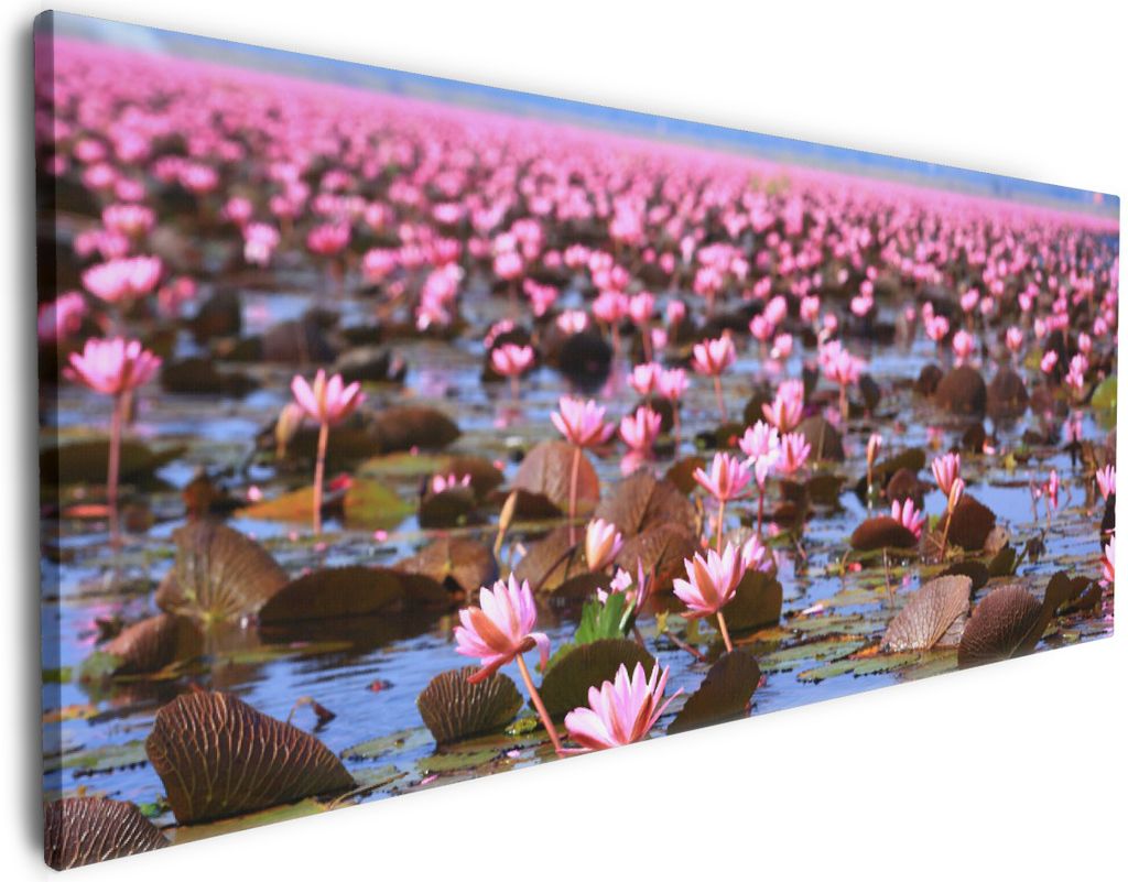 Wallario Premium Leinwandbild Seerosenlandschaft mit rosa Blüten in Größe 60 x 150 cm