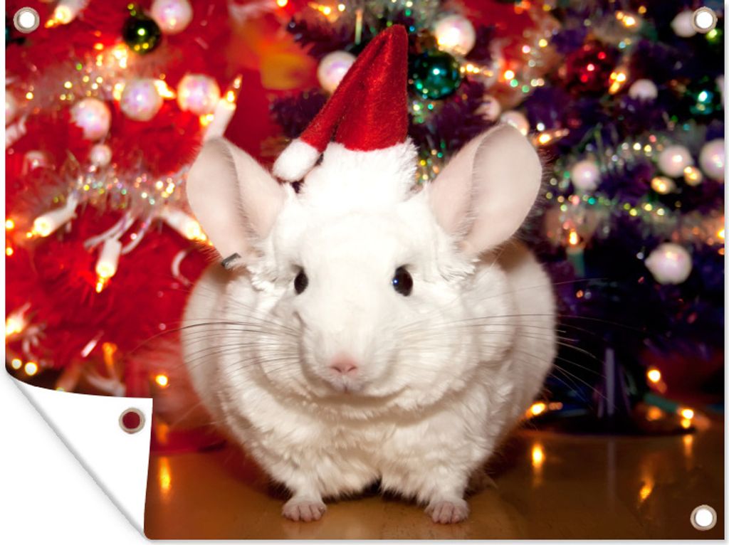 MuchoWow 80x60 cm Outdoor-Poster Gartendeko Sichtschutz Garten Poster für den Garten Ein weißes Chinchilla trägt eine Weihnachtsmannmütze