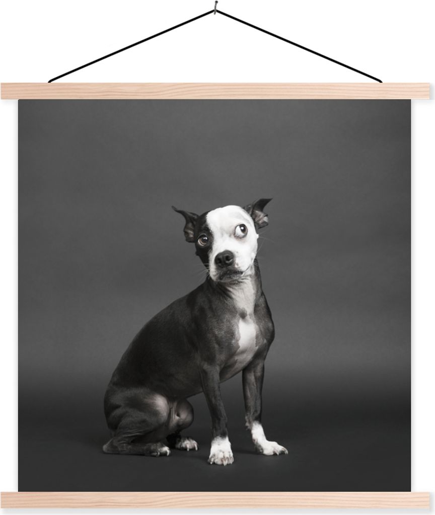 MuchoWow Textilposter Hund - Spot - Porträt 60x60 cm mit holzfarbenen Rahmen - Wanddekoration