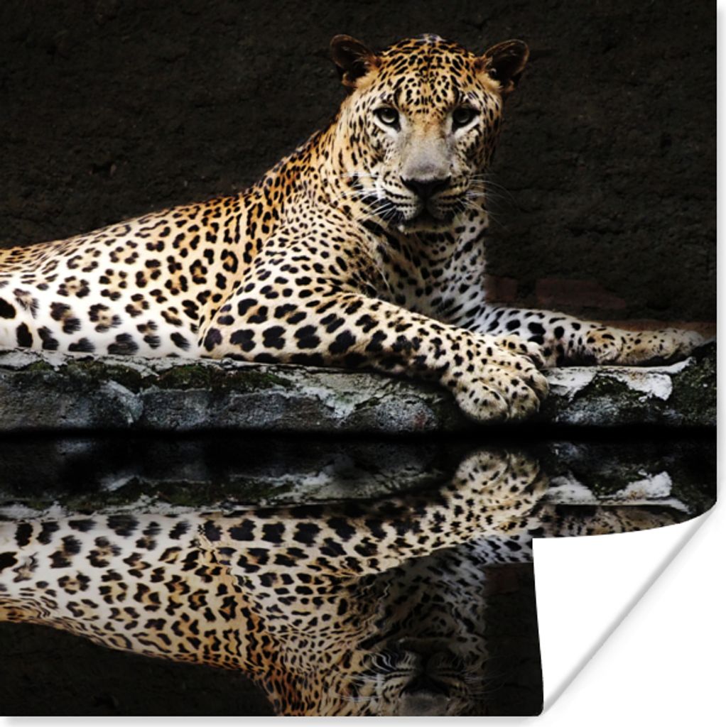 MuchoWow® Poster Leopard - Wasser - Wald 75x75 cm - Wand Produktbild 