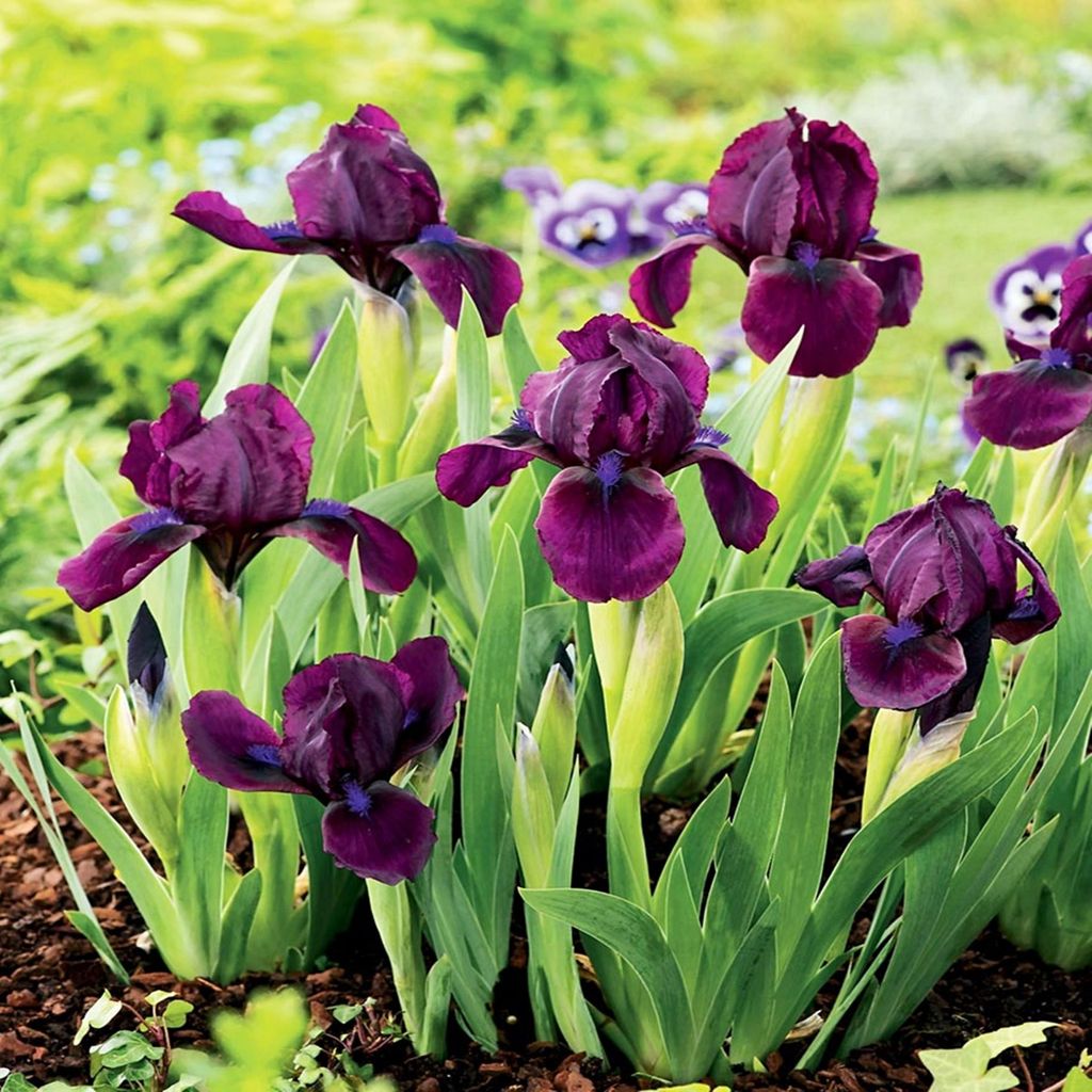 Iris Rhizom Staude Blüten Iris Zwerg-Schwertlilie Cherry Garden 1 St.