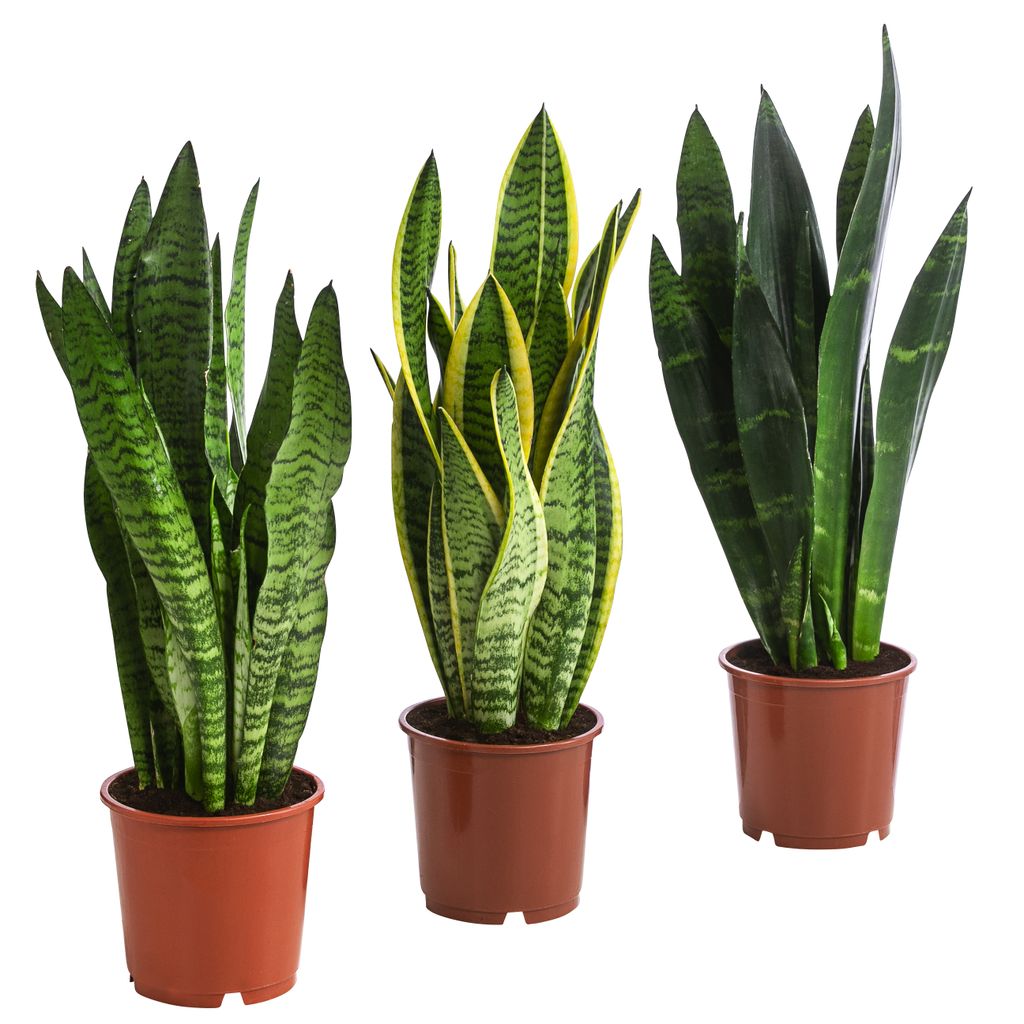 Dehner Pflanzenset 'I Will Survive', 3er Set sukkulente Bogenhanf-Variationen, je 40 cm, Ø Topf je 14 cm, Zimmerpflanzen
