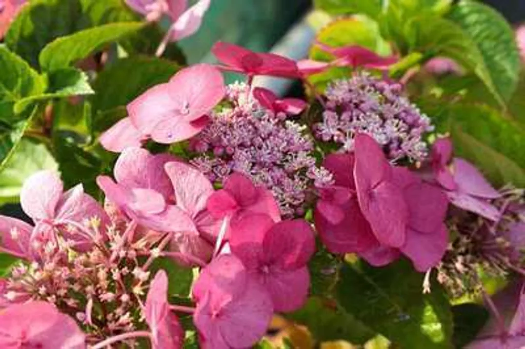Hydrangea Teller Red - Hortensia rouge robuste pour jardins à l'ombre - 3