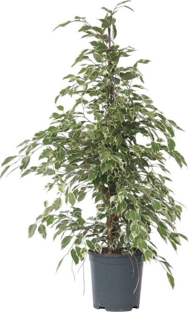 Geigenpflanze - Ficus Benjamina 'Twilight' - Höhe 100-110cm Produktbild 