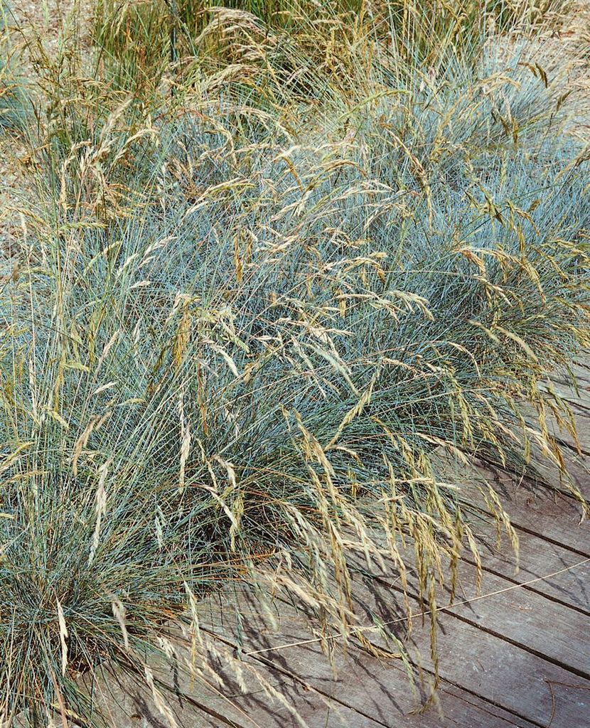 Festuca valesiaca 'Glaucantha', Blau-Schwingel, ca. 9x9 cm Topf
