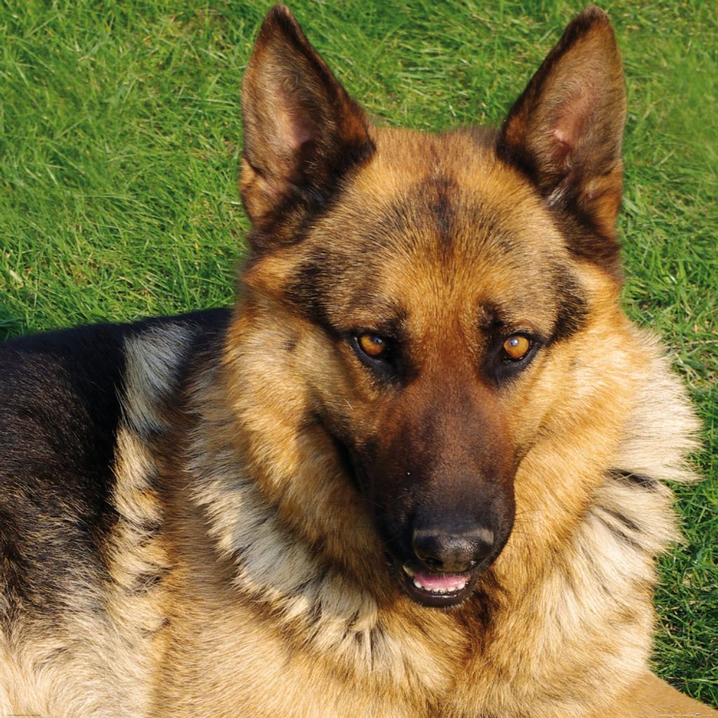 Hunde Kunstdruck Bild - Deutscher Schäferhund Auf Der Wiese (40 x 40 cm)