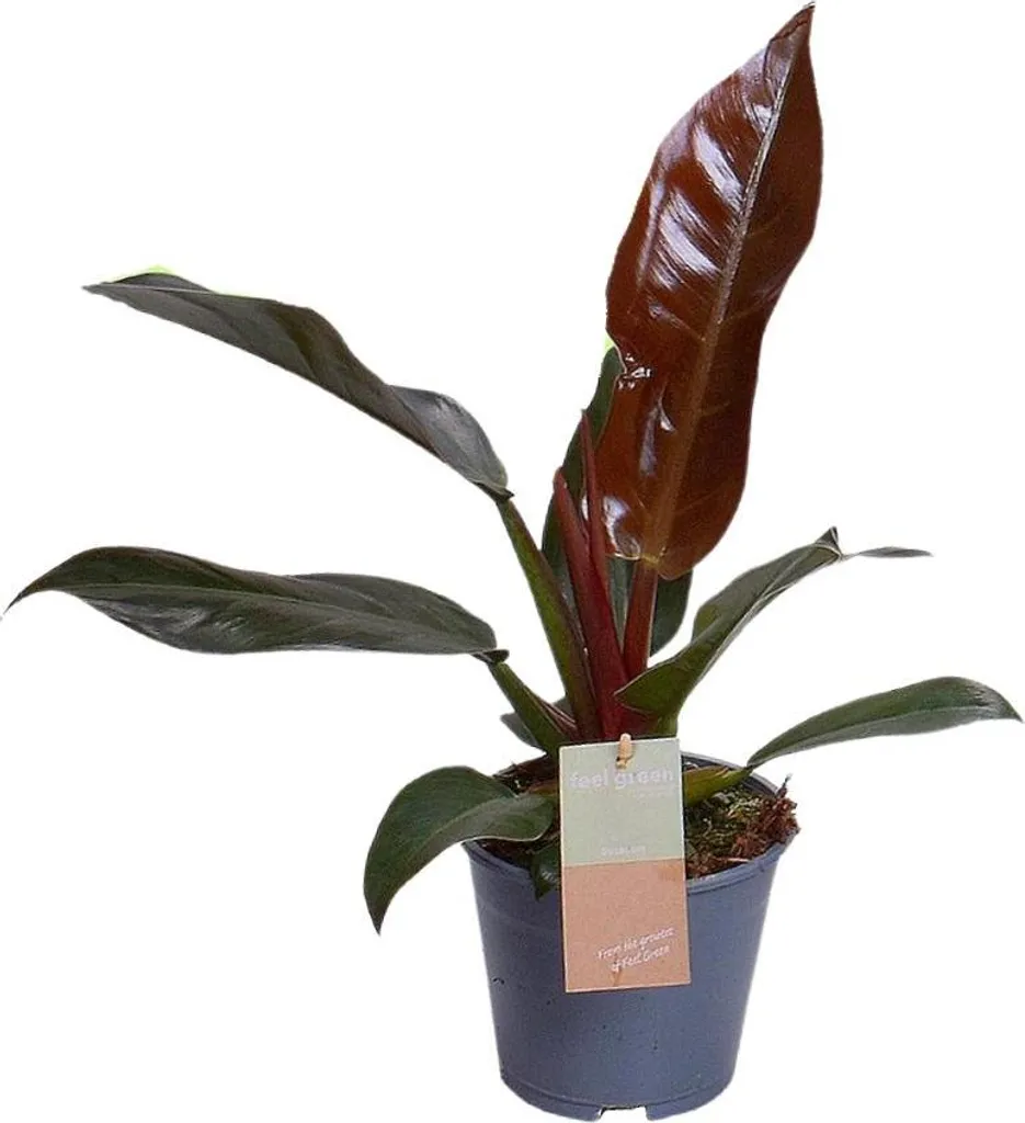 Philodendron Imperial Red 35 cm : Plante increvable pour débutants sans lumière