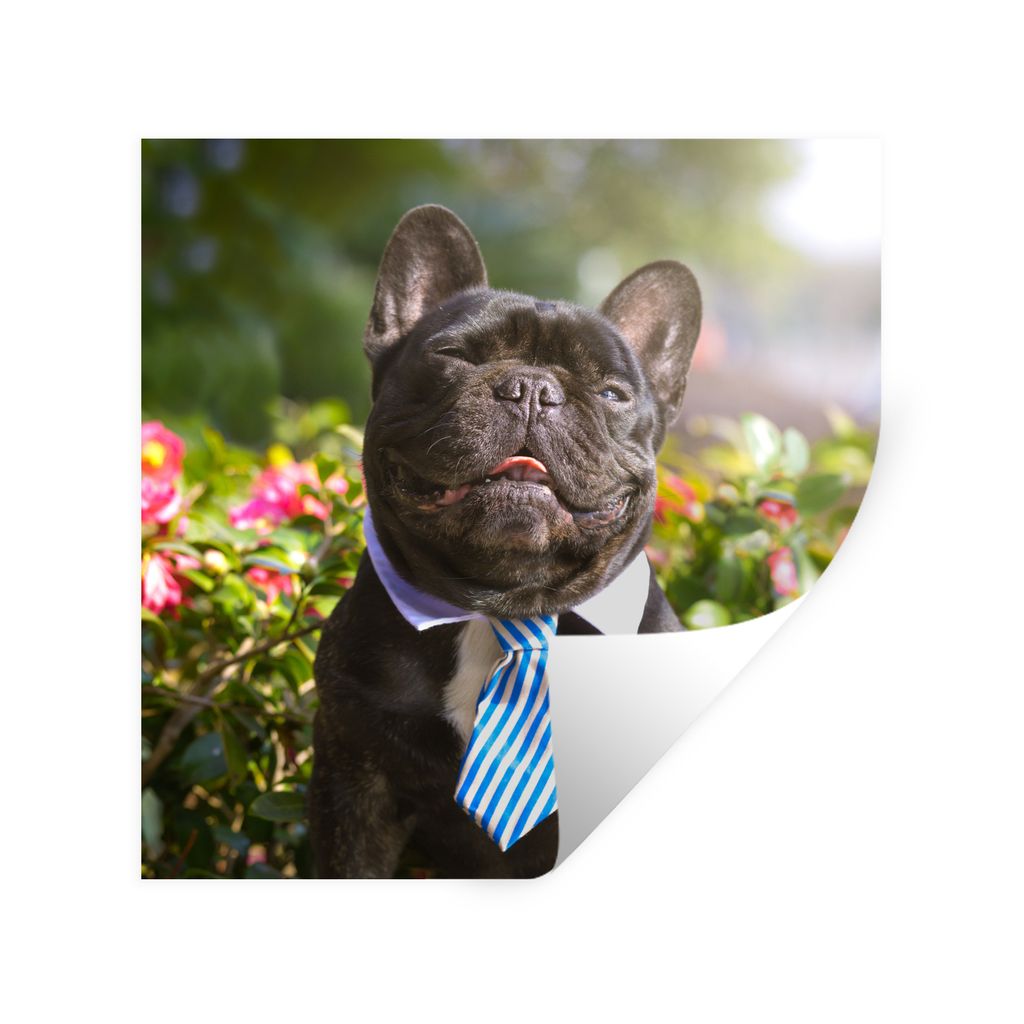 MuchoWow Wandtattoo Wandsticker Wandaufkleber Französische Bulldogge - Krawatte - Blau 100x100 cm Selbstklebend und Repositionierbar - Wierderve...