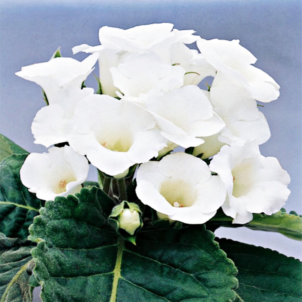 Gloksynia v květináči Mont Blanc 1 ks Gloxinia Gloksynie Obrázek produktu 
