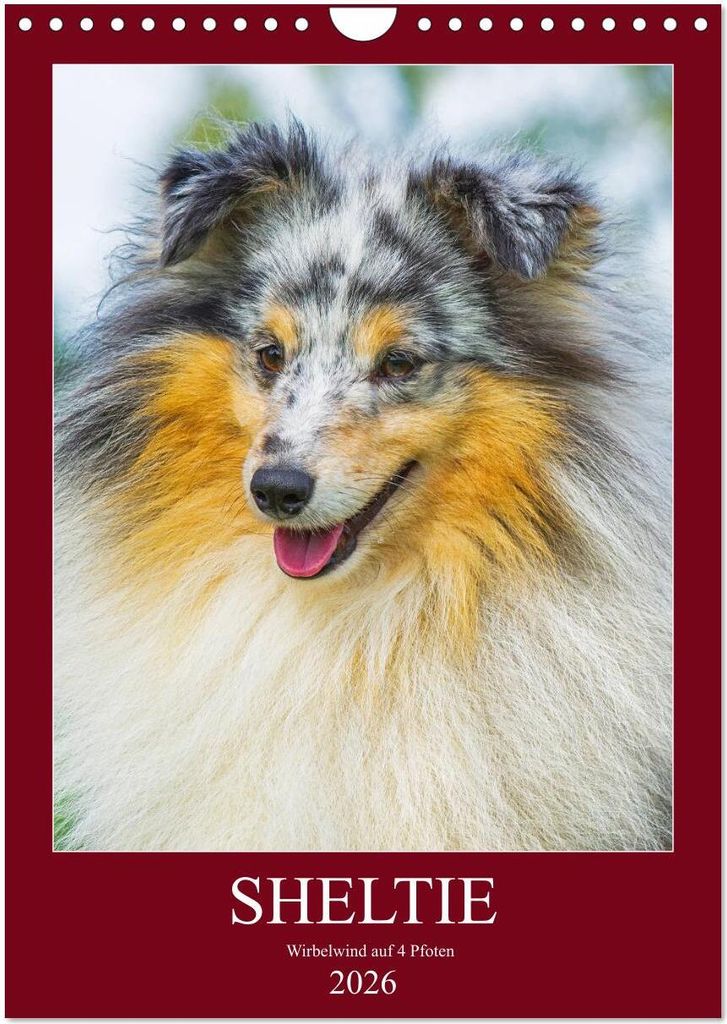 Sheltie - Wirbelwind auf 4 Pfoten (Wandkalender 2026 DIN A4 hoch), CALVENDO Monatskalender
