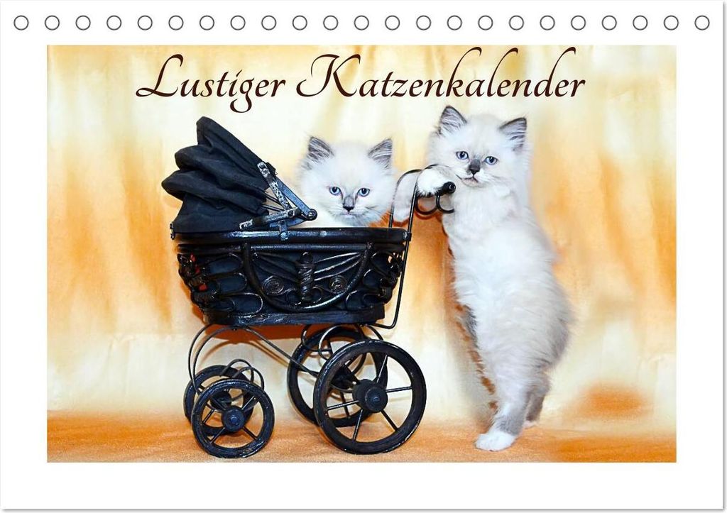 Lustiger Katzenkalender (Tischkalender 2026 DIN A5 quer), CALVENDO Monatskalender