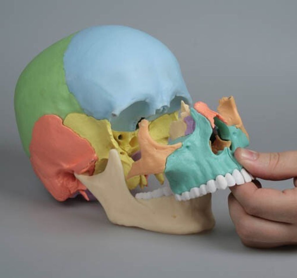 Erler Zimmer Skelettmodell "Osteopathie-Schädelmodell", Produktbild 4