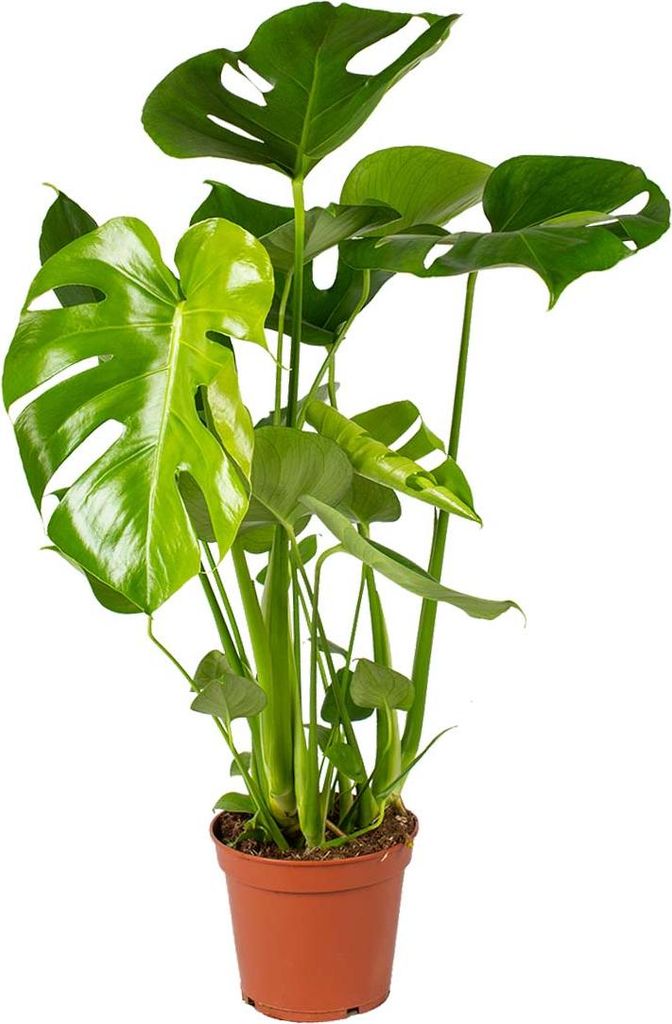 Bloomique - Monstera Deliciosa - Fensterblatt - Zimmerpflanzen - Pflegeleicht - Luftreinigend - Höhe 50-70 cm - Topf 17 cm