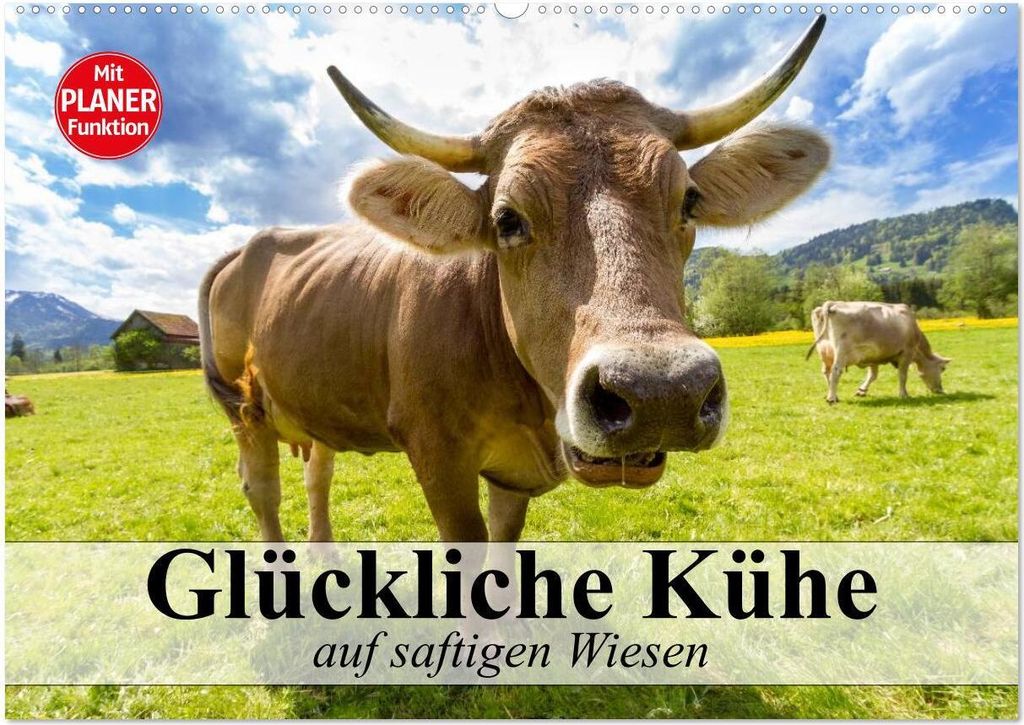 Glückliche Kühe auf saftigen Wiesen (Wandkalender 2026 DIN A2 quer), CALVENDO Monatskalender