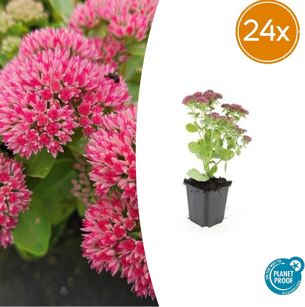 Sedum 'Herbstfreude' | 24 pezzi - 10-25cm - Ø9cm - Pianta Immagine del prodotto 
