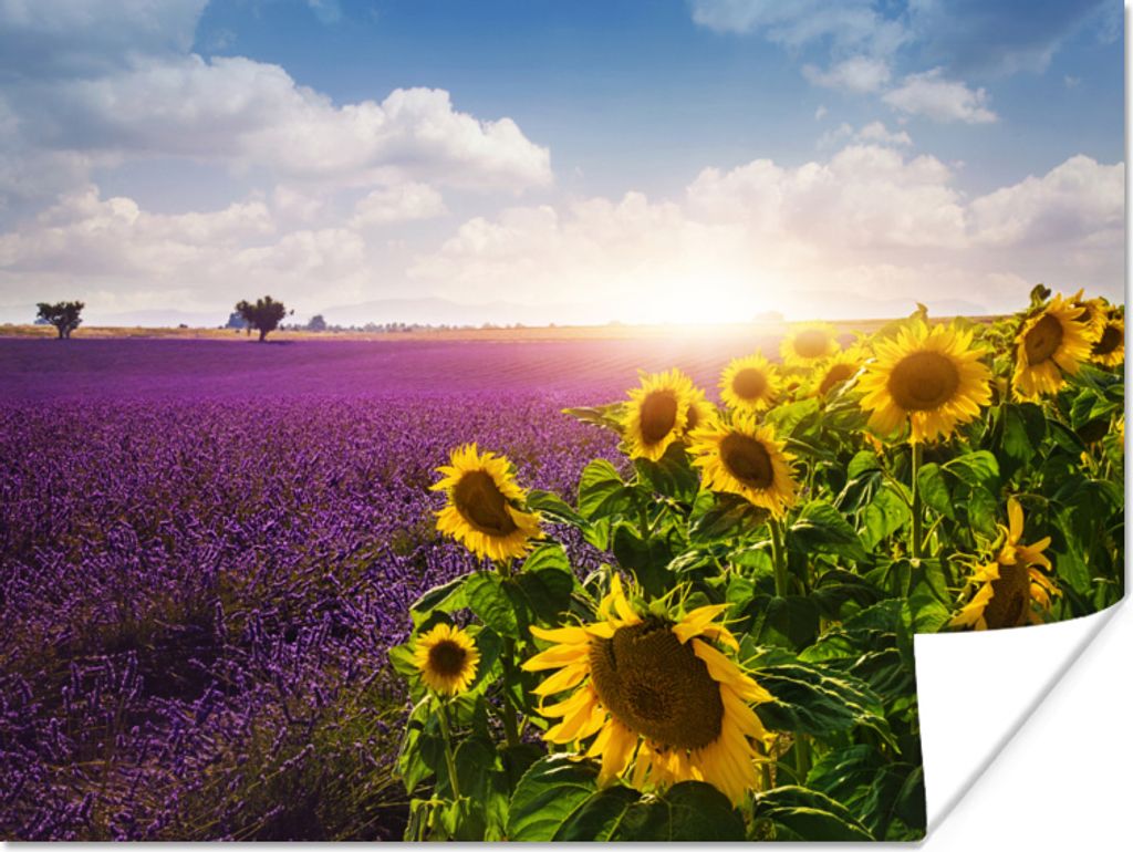 MuchoWow Poster Sonnenblumen neben einem Lavendelfeld 160x120 cm - Foto Plakat