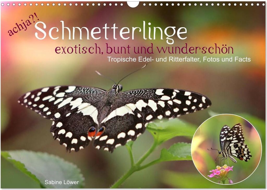 achja?! Schmetterlinge, exotisch, bunt und wunderschön (Wandkalender 2026 DIN A3 quer), CALVENDO Monatskalender