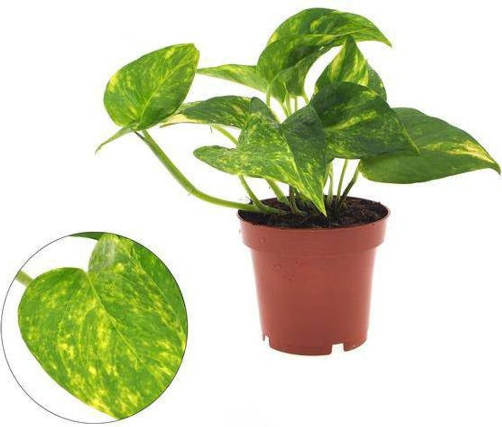 Efeutute Epipremnum Aureum Zimmerpflanze Ø12cm 25cm hoch Luftreinigend Deko