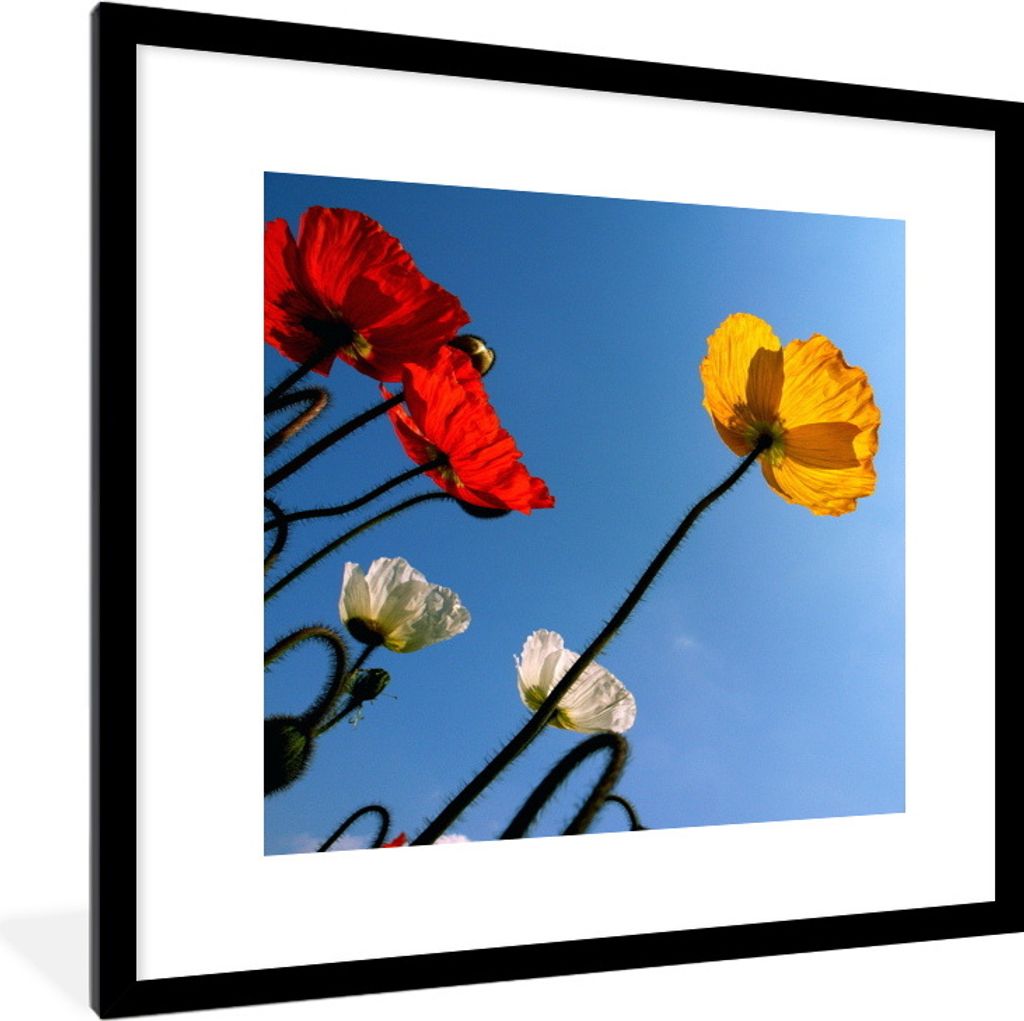 MuchoWow Gerahmtes Poster Farbige Mohnblumen im Sommer 40x40 cm - Poster mit Schwarzem Bilderrahmen Wandposter Rahmen Foto Bilder - Poster - Plak...