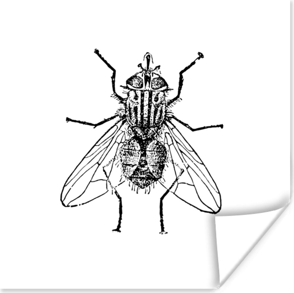 MuchoWow Poster Fliege - Tiere - Vintage - Schwarz und weiß 30x30 cm - Wandposter - Printing