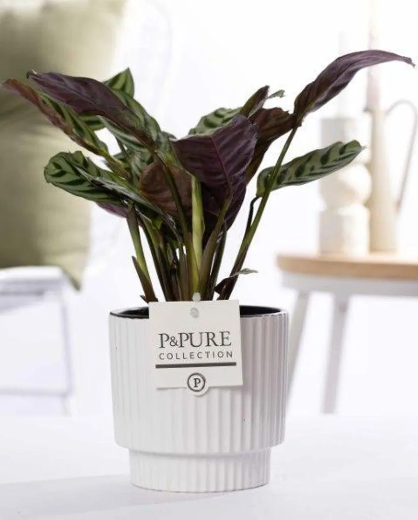 Plante intérieure facile Ctenanthe Burle Marxii pot céramique blanc