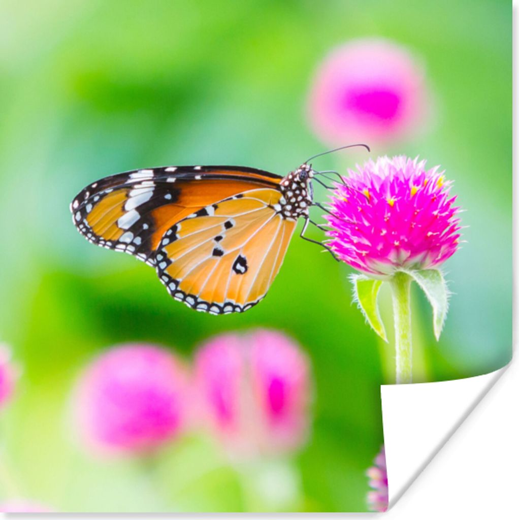 MuchoWow Poster Landleben - Schmetterling - Distel - Blume 75x75 cm - Wand Dekoration