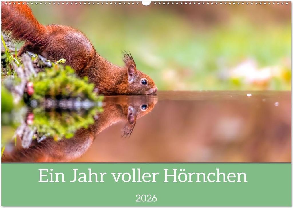 Ein Jahr voller Hörnchen (Wandkalender 2026 DIN A2 quer), CALVENDO Monatskalender