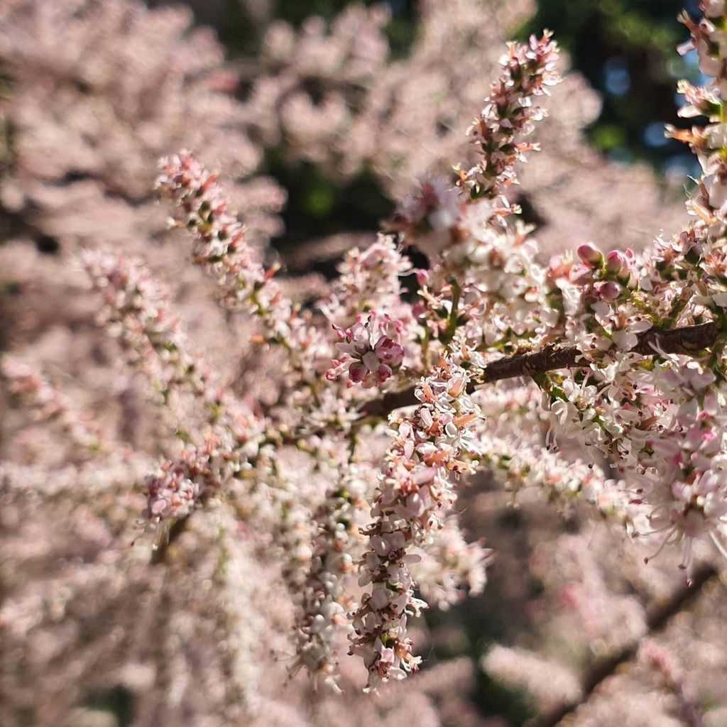 Tamariske hellrosa blühend, 30 cm hoch, 1L Topf, Wuchshöhe Produktbild 