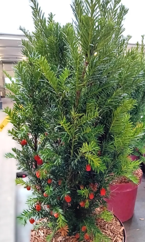 Arbuste de haie Taxus baccata Westerstede 80-100 cm feuillage opaque