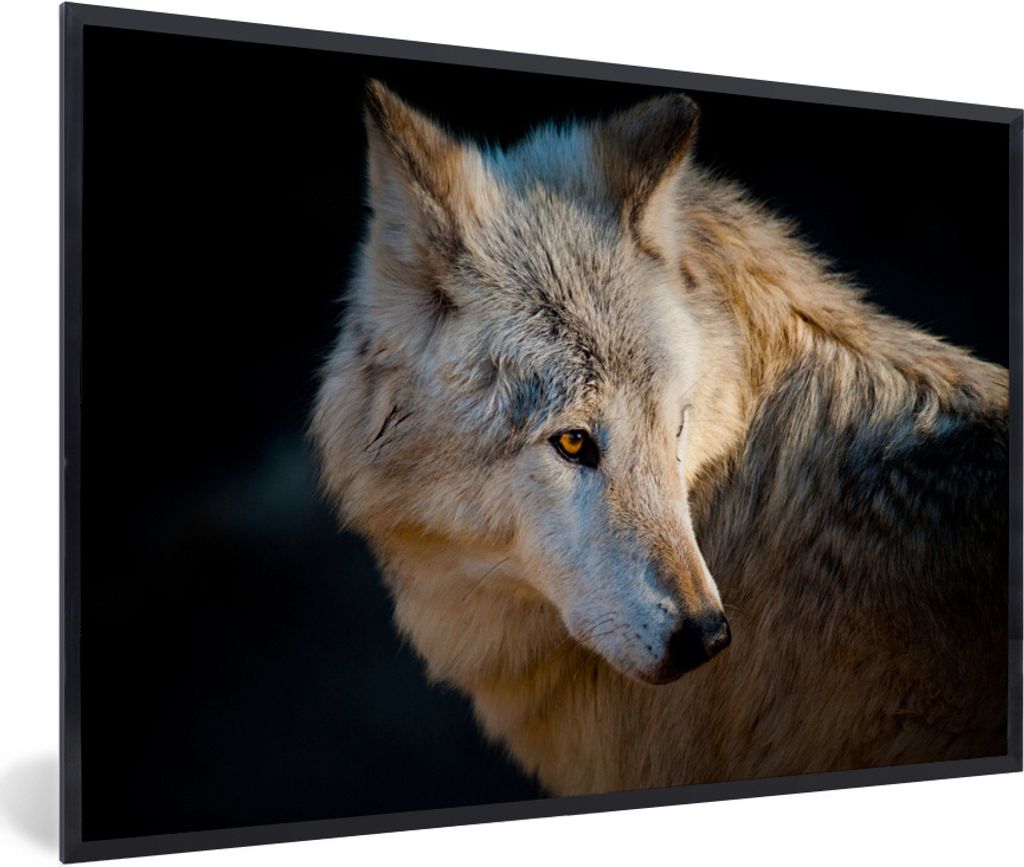 MuchoWow Gerahmtes Poster Leichter Polarwolf 90x60 cm - Poster mit Schwarzem Bilderrahmen Wandposter Rahmen Foto Bilder - Fotorahmen - Foto-Plakat