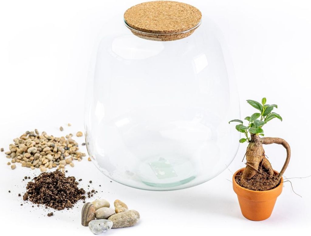 Gardners Skleněná dóza MOLINIA OSÁZEJ SI SÁM Ficus Obrázek produktu 