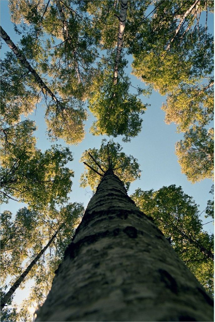 Wallario Poster - Birkenwald von unten betrachtet, Kunstdruck Größe: 100 x 150 cm