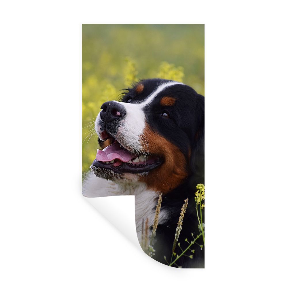 MuchoWow Wandtattoo Wandsticker Wandaufkleber Ein Berner Sennenhund zwischen gelben Blumen 20x40 cm Selbstklebend und Repositionierbar - Selbstkl...