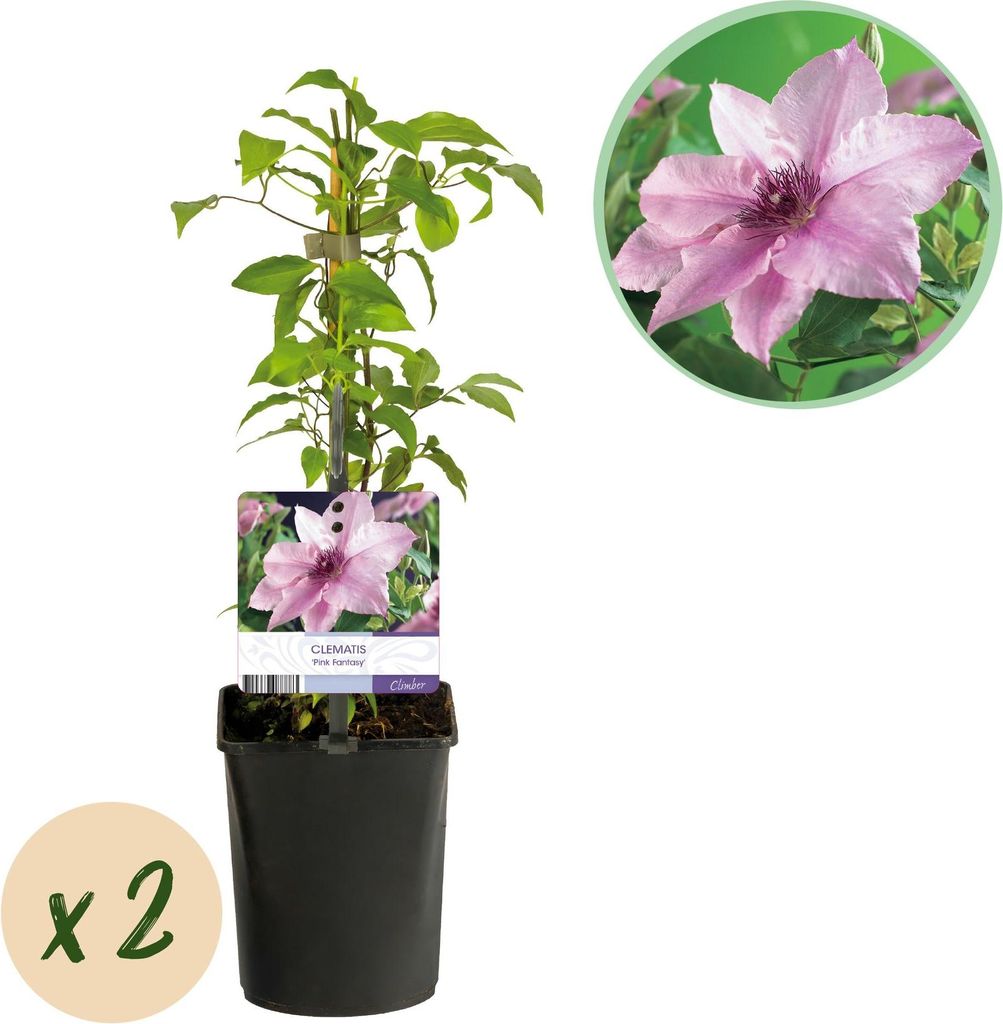 GreenboutiQ - Kletterpflanze - Clematis Pink Fantasy - Blüte Rosa - Wenig Pflege - 2 Pflanzen - Topf 11cm Höhe 40cm