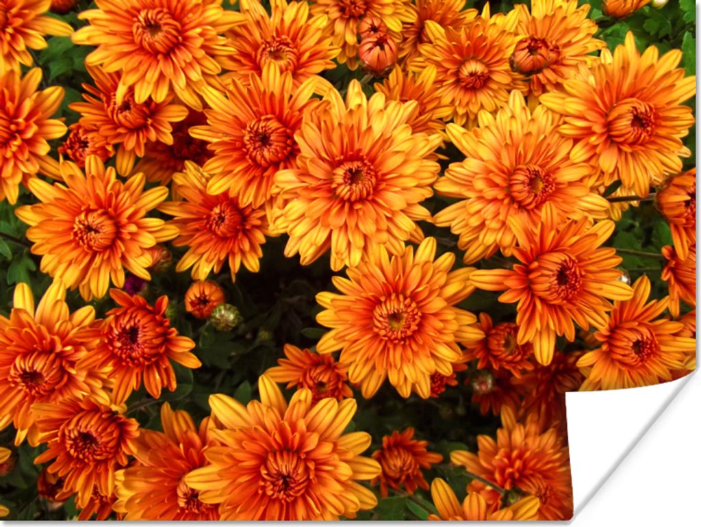 MuchoWow Poster Blumen - Orange - Chrysantheme 40x30 cm - Plakate für die Wände - Poster Wohnzimmer
