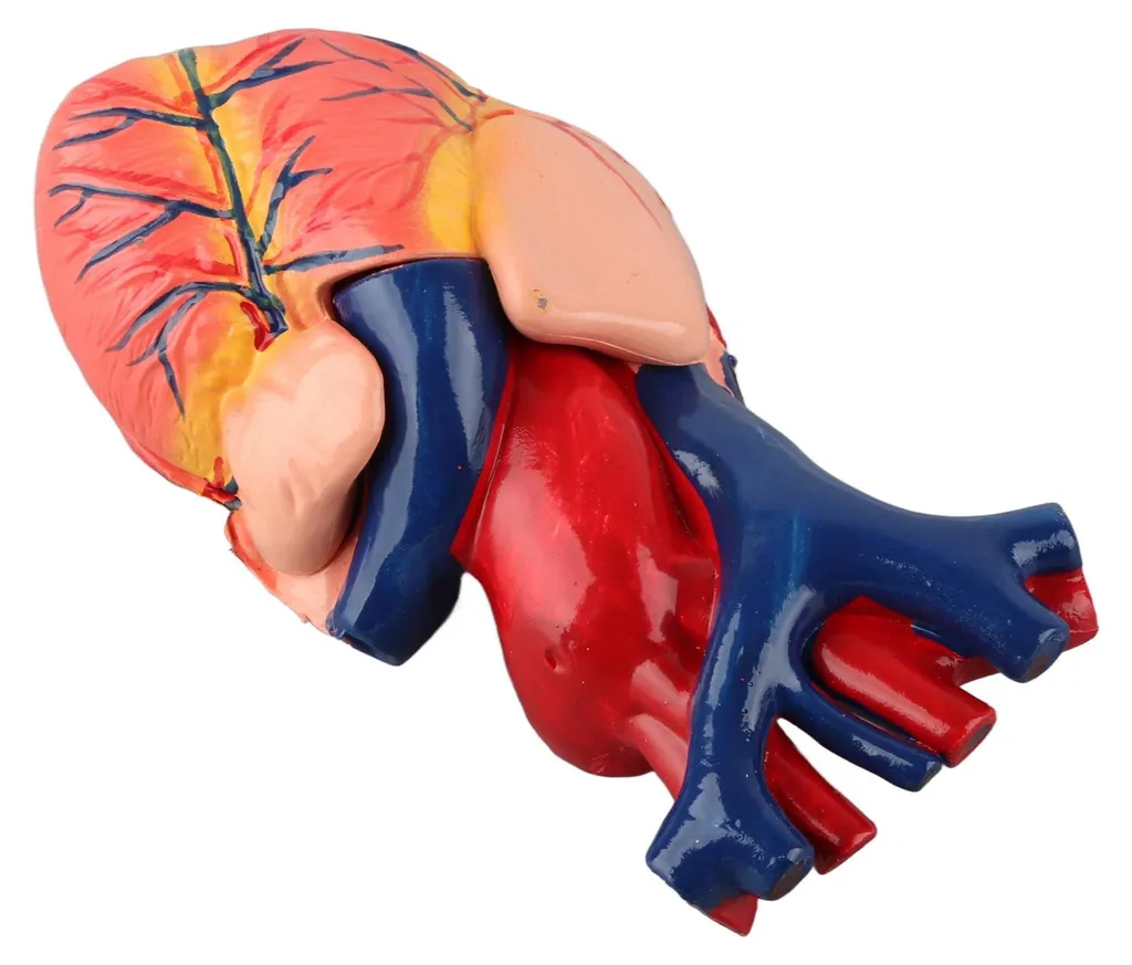 Maquette de cœur humain détaillée avec structures internes amovibles - 17