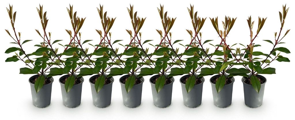 Green boutiQ - Plantes de haie - Photinia fraseri Red Robin Image du produit 