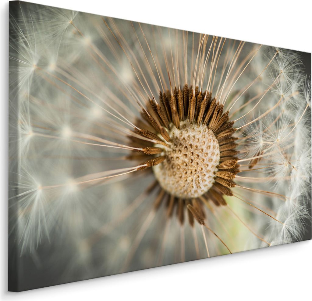 Fabelhafte Canvas LEINWAND BILDER 100x70 cm XXL Kunstdruck Natur Blumen Pusteblume