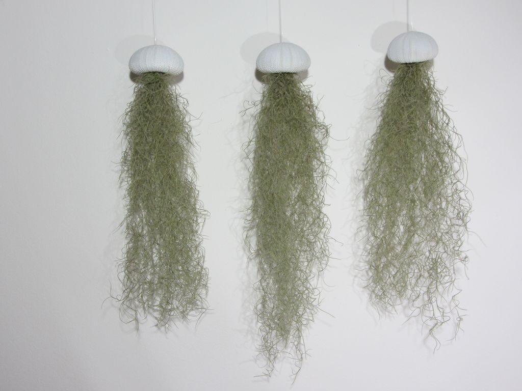 Seeigelgehäuse weiß mit Tillandsie spanischem Moos 3er Set Produktbild 