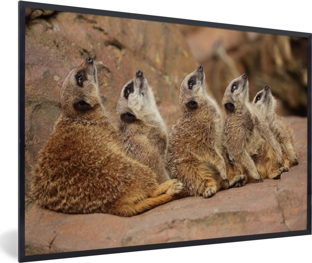 MuchoWow MuchoWow Gerahmtes Poster Erdmännchen - Felsen - Natur 60x40 cm - Poster mit zchwarzem Bilderrahmen - Printing - Wanddeko Schlafzimmer