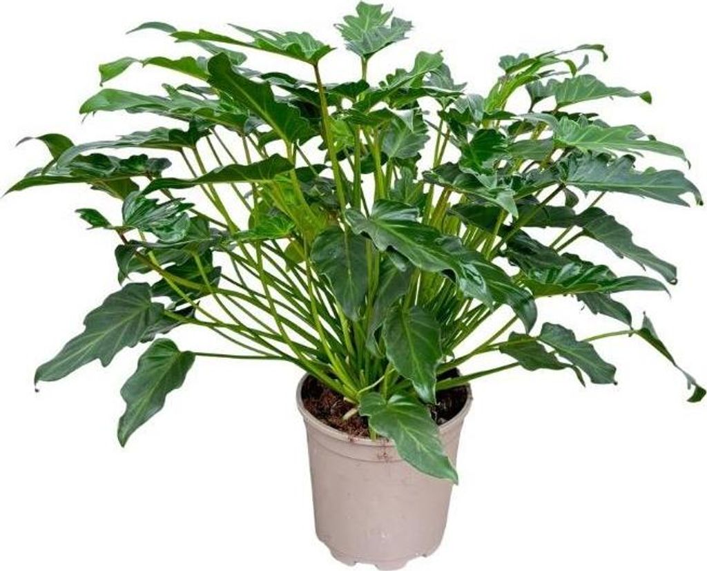 Filodendron Xanadu - 60cm - kompaktní pokojová rostlina s Obrázek produktu 